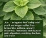 Oregano Leaf Herbal Tea